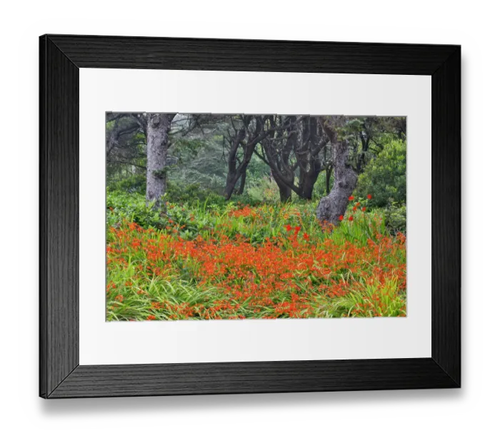 Framed Print : USA, Oregon, Yachats. Crocosmia growing in amongst Sitka Spruce trees
