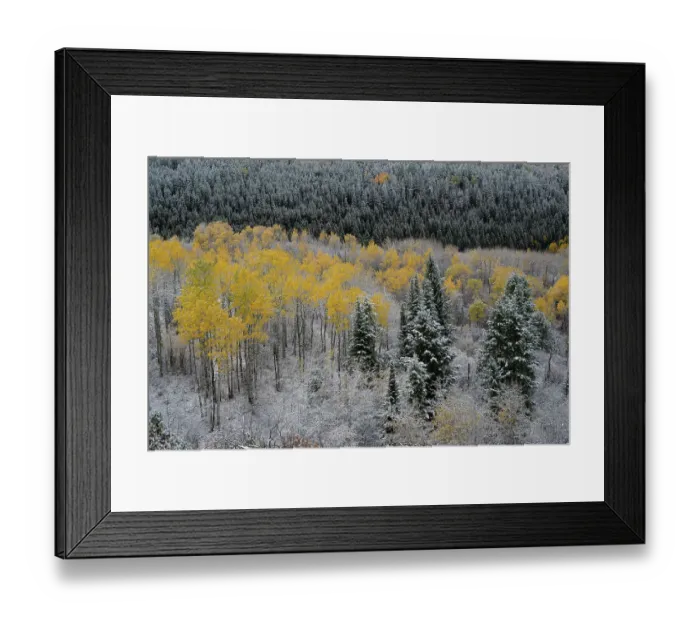 Framed Print : USA, Wyoming. Aspen trees with fall color and early snow, Teton Mountains Framed Print : USA, Wyoming. Aspen trees with fall color and early snow, Teton Mountains