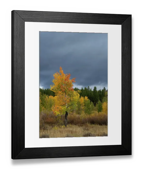 Framed Print : USA, Wyoming. Solo Aspen tree, fall foliage, Grand Teton National Park Framed Print : USA, Wyoming. Solo Aspen tree, fall foliage, Grand Teton National Park