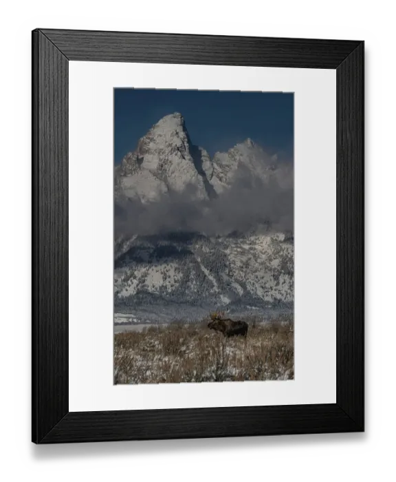 Framed Print : USA, Wyoming. Bull moose in front of Teton Peaks, Grand Teton National Park