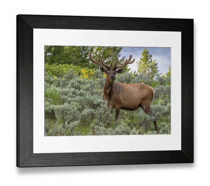 Framed Print : USA, Wyoming. Bull elk portrait and arrowleaf balsamroot wildflowers, Grand Teton National Park