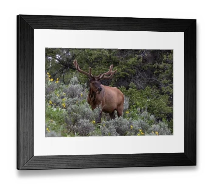 Framed Print : USA, Wyoming. Bull elk portrait and arrowleaf balsamroot wildflowers, Grand Teton National Park Framed Print : USA, Wyoming. Bull elk portrait and arrowleaf balsamroot wildflowers, Grand Teton National Park