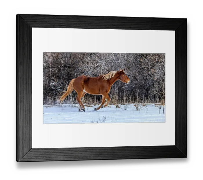 Framed Print : USA, Wyoming, Shell. Hideout Ranch, Big Horn Mountain Range Framed Print : USA, Wyoming, Shell. Hideout Ranch, Big Horn Mountain Range
