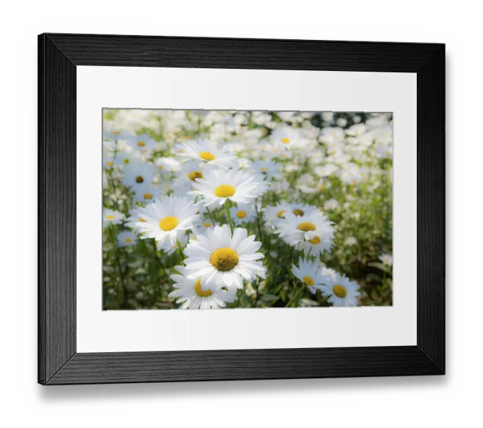 Framed Print : USA, Oregon, Cannon Beach. Large planting of Shasta Daisy Framed Print : USA, Oregon, Cannon Beach. Large planting of Shasta Daisy