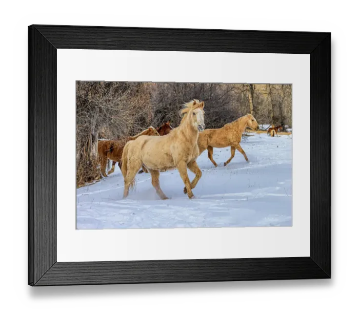 Framed Print : USA, Wyoming, Shell. Hideout Ranch, Big Horn Mountain Range Framed Print : USA, Wyoming, Shell. Hideout Ranch, Big Horn Mountain Range