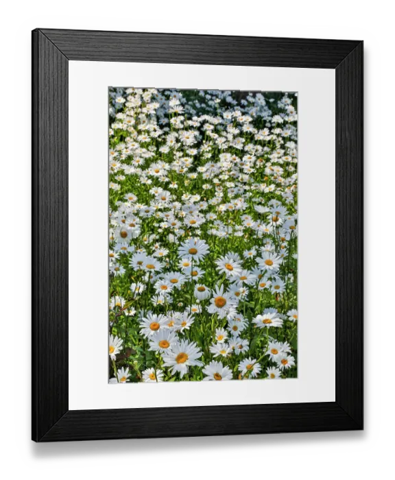 Framed Print : USA, Oregon, Cannon Beach. Large planting of Shasta Daisy Framed Print : USA, Oregon, Cannon Beach. Large planting of Shasta Daisy