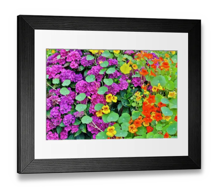 Framed Print : USA, Oregon, Cannon Beach. Garden with verbena and nasturtiums Framed Print : USA, Oregon, Cannon Beach. Garden with verbena and nasturtiums