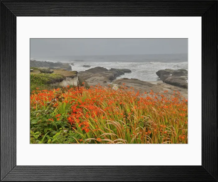 Framed Print : USA, Oregon, Yachats. Crocosmia growing along the coastline Pacific Ocean Framed Print : USA, Oregon, Yachats. Crocosmia growing along the coastline Pacific Ocean