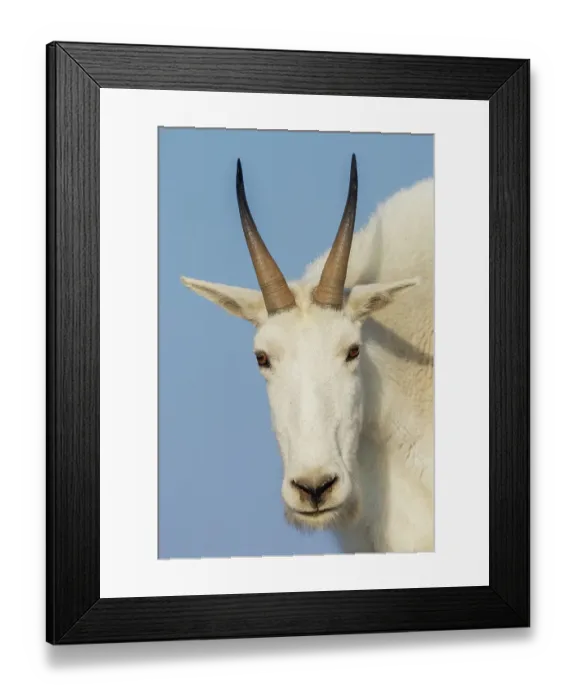 Framed Print : Mountain goat close-up, Colorado alpine country, USA Framed Print : Mountain goat close-up, Colorado alpine country, USA