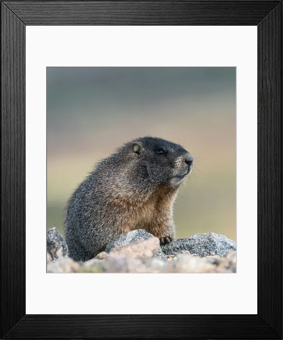 Framed Print : Yellow-bellied marmot, Marmota Flaviventris, Mount Evans Wilderness, Colorado Framed Print : Yellow-bellied marmot, Marmota Flaviventris, Mount Evans Wilderness, Colorado