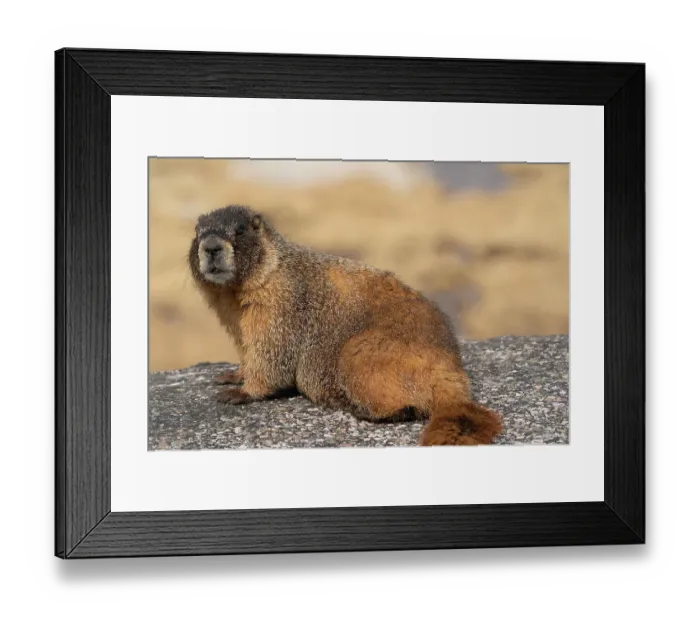 Framed Print : Yellow-bellied marmot, Marmota Flaviventris, Mount Evans Wilderness, Colorado Framed Print : Yellow-bellied marmot, Marmota Flaviventris, Mount Evans Wilderness, Colorado