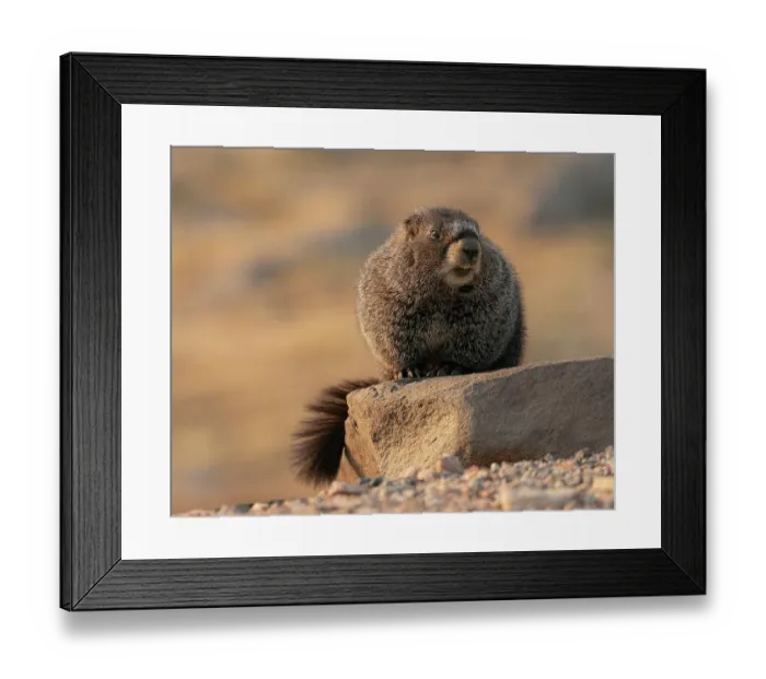Framed Print : Yellow-bellied marmot, Marmota Flaviventris, Mount Evans Wilderness, Colorado Framed Print : Yellow-bellied marmot, Marmota Flaviventris, Mount Evans Wilderness, Colorado