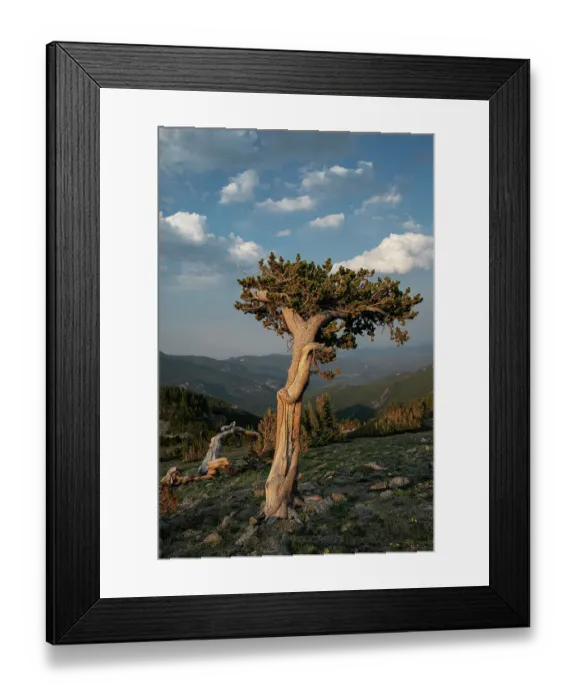 Framed Print : Bristlecone pines, Mount Evans Wilderness Area, Colorado Framed Print : Bristlecone pines, Mount Evans Wilderness Area, Colorado