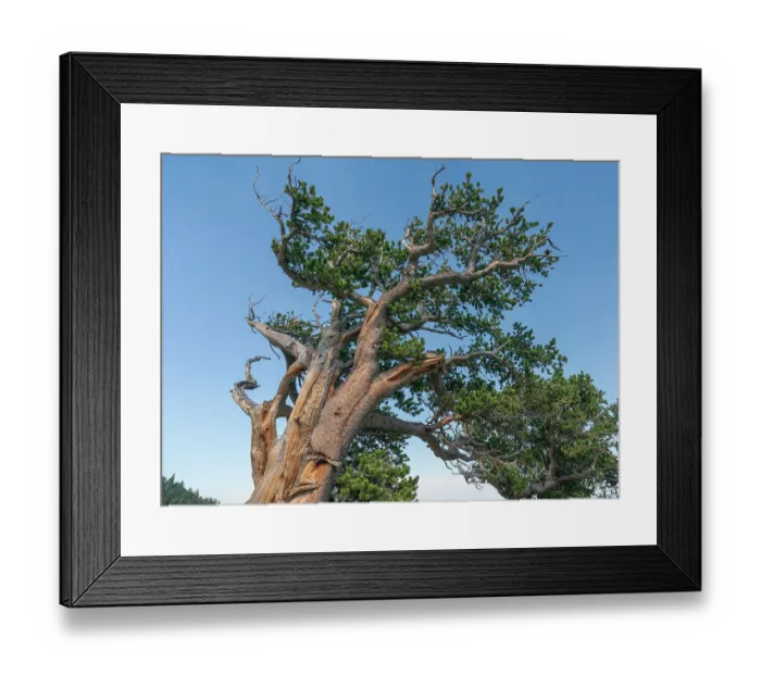 Framed Print : Ancient bristlecone pines, Mount Evans Wilderness Area, Colorado Framed Print : Ancient bristlecone pines, Mount Evans Wilderness Area, Colorado
