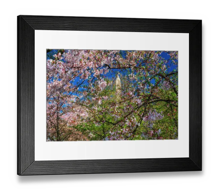 Framed Print : Cherry blossoms under the Washington Monument, Washington, D.C, USA