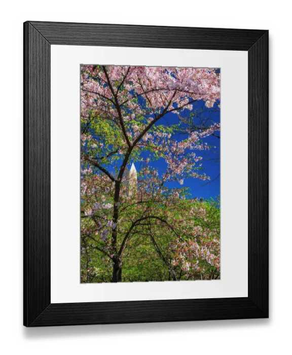 Framed Print : Cherry blossoms under the Washington Monument, Washington, D.C, USA Framed Print : Cherry blossoms under the Washington Monument, Washington, D.C, USA