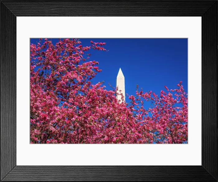 Framed Print : Cherry blossoms under the Washington Monument, Washington, D.C, USA Framed Print : Cherry blossoms under the Washington Monument, Washington, D.C, USA