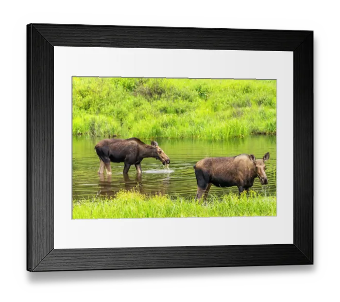 Framed Print : USA, Colorado, Gunnison National Forest. Moose feeding in lake Framed Print : USA, Colorado, Gunnison National Forest. Moose feeding in lake