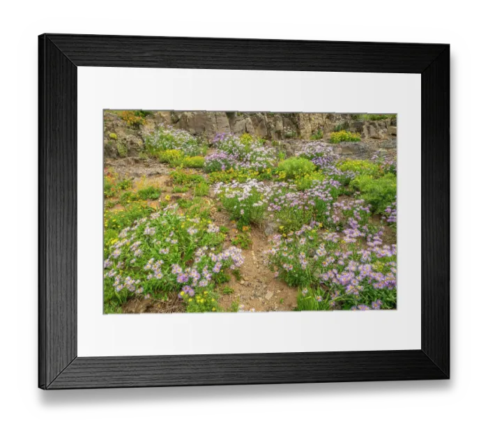 Framed Print : USA, Colorado, Gunnison National Forest. Wildflowers amid rocks Framed Print : USA, Colorado, Gunnison National Forest. Wildflowers amid rocks