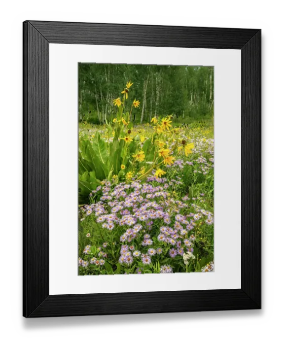 Framed Print : USA, Colorado, Gunnison National Forest. Meadow with asters and mule ears flowers Framed Print : USA, Colorado, Gunnison National Forest. Meadow with asters and mule ears flowers