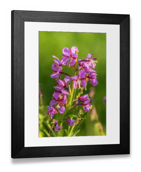 Framed Print : USA, Colorado, Gunnison National Forest. Close-up of fireweed blossom Framed Print : USA, Colorado, Gunnison National Forest. Close-up of fireweed blossom