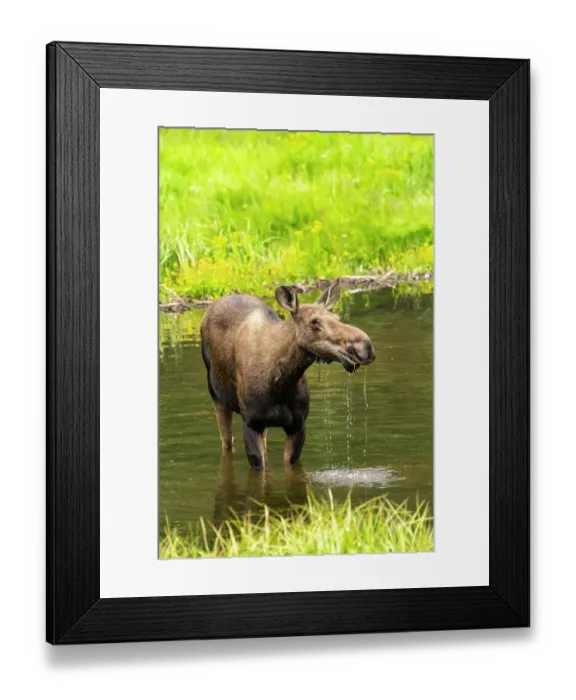 Framed Print : USA, Colorado, Gunnison National Forest. Moose feeding in lake Framed Print : USA, Colorado, Gunnison National Forest. Moose feeding in lake