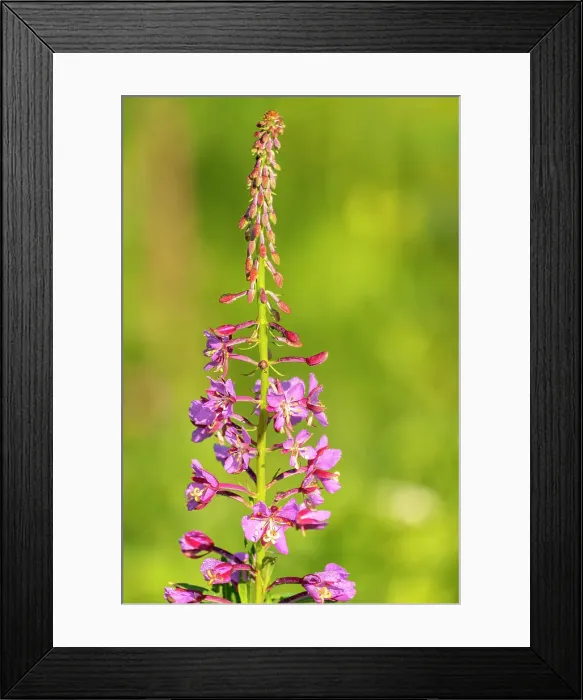 Framed Print : USA, Colorado, Gunnison National Forest. Close-up of fireweed blossom Framed Print : USA, Colorado, Gunnison National Forest. Close-up of fireweed blossom