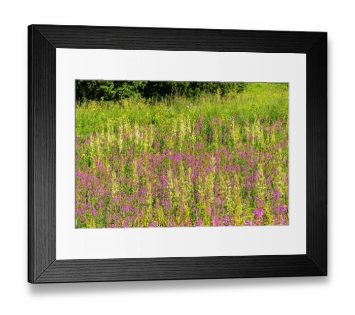Framed Print : USA, Colorado, Gunnison National Forest. Field with fireweed blossoms Framed Print : USA, Colorado, Gunnison National Forest. Field with fireweed blossoms