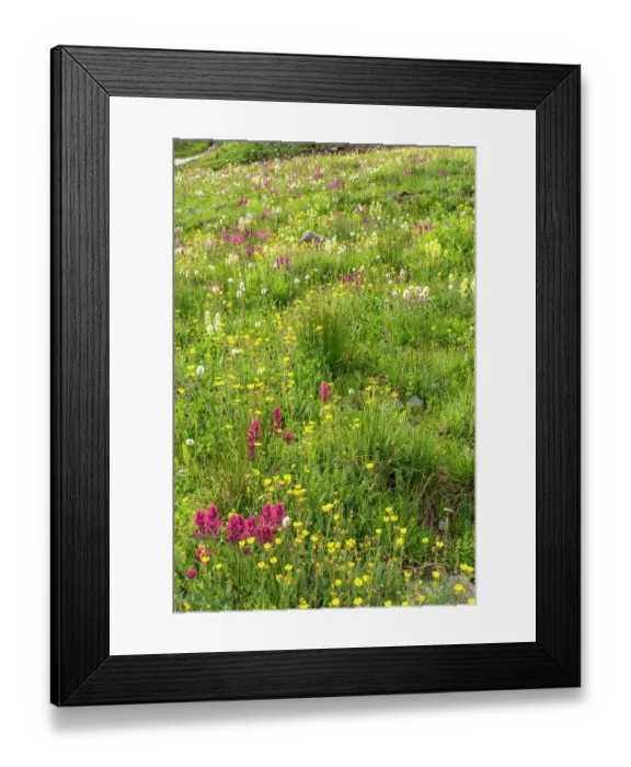 Framed Print : USA, Colorado, San Juan Mountains. Field of wildflowers