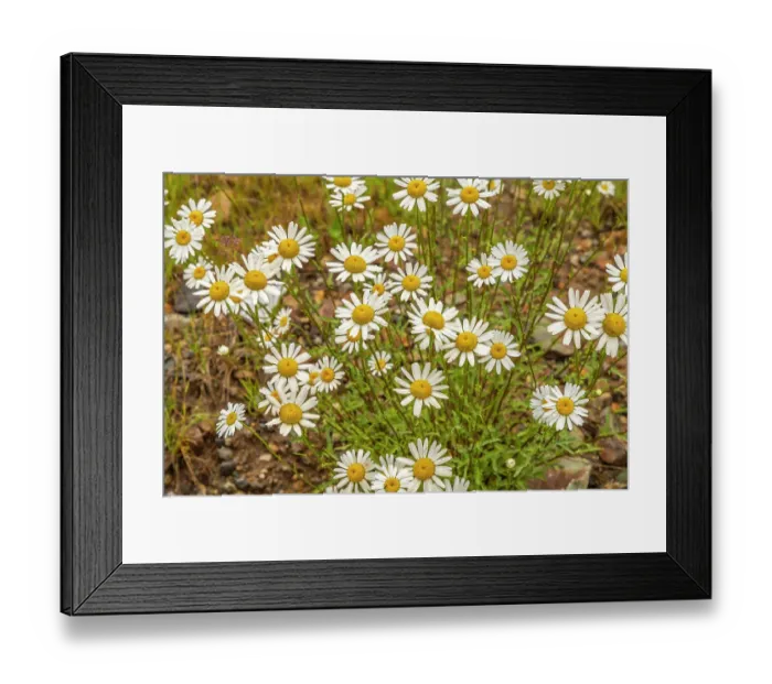 Framed Print : USA, Colorado, San Juan Mountains. Close-up of daisies Framed Print : USA, Colorado, San Juan Mountains. Close-up of daisies