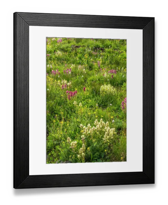 Framed Print : USA, Colorado, San Juan Mountains. Field of wildflowers Framed Print : USA, Colorado, San Juan Mountains. Field of wildflowers