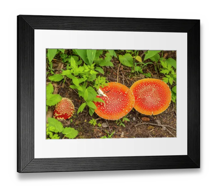 Framed Print : USA, Colorado, Gunnison National Forest. Close-up of amanita mushrooms