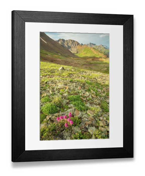 Framed Print : USA, Colorado, San Juan Mountains. Hurricane Pass and wildflowers Framed Print : USA, Colorado, San Juan Mountains. Hurricane Pass and wildflowers