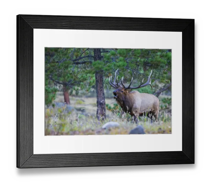 Framed Print : Bull elk bugling in the Rocky Mountains, Colorado, USA Framed Print : Bull elk bugling in the Rocky Mountains, Colorado, USA