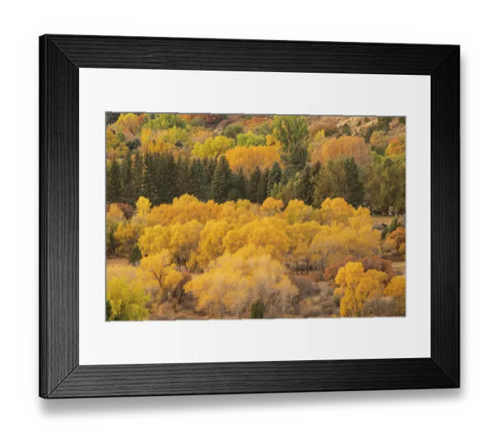 Framed Print : USA, Colorado, Colorado Springs. Cottonwood trees in autumn colors Framed Print : USA, Colorado, Colorado Springs. Cottonwood trees in autumn colors
