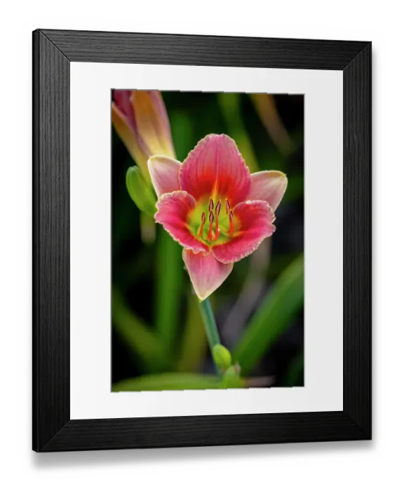 Framed Print : USA, Colorado, Fort Collins. Close-up of lily. ©Fred Lord / Jaynes Gallery / DanitaDelimont.com Framed Print : USA, Colorado, Fort Collins. Close-up of lily. ©Fred Lord / Jaynes Gallery / DanitaDelimont.com
