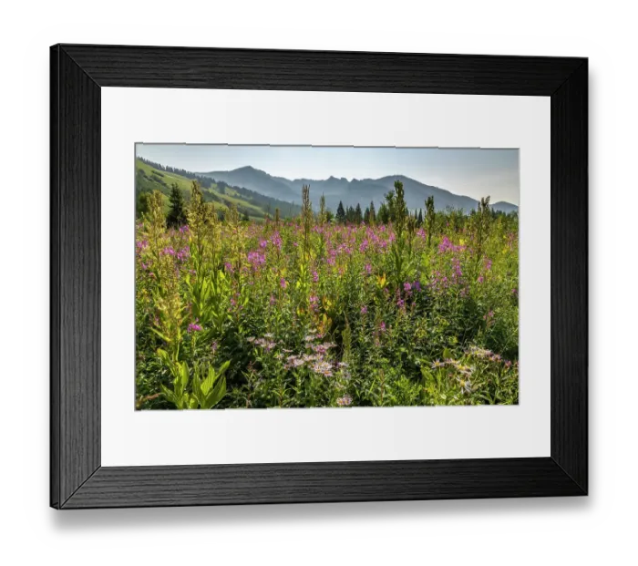 Framed Print : USA, Colorado, Gunnison National Forest. Fireweed in mountain meadow Framed Print : USA, Colorado, Gunnison National Forest. Fireweed in mountain meadow