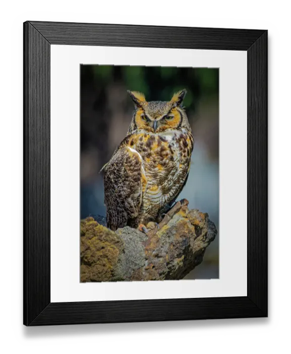 Framed Print : USA, Colorado, Fort Collins. Great-horned owl close-up. ©Fred Lord  /  Jaynes Gallery  /  DanitaDelimont.com