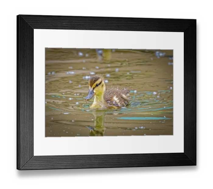 Framed Print : USA, Colorado, Fort Collins. Mallard duck duckling in water. ©Fred Lord / Jaynes Gallery / DanitaDelimont.com Framed Print : USA, Colorado, Fort Collins. Mallard duck duckling in water. ©Fred Lord / Jaynes Gallery / DanitaDelimont.com