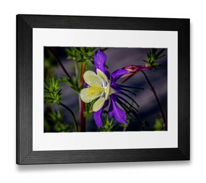 Framed Print : USA, Colorado, Fort Collins. Colorado columbine flower close-up. ©Fred Lord  /  Jaynes Gallery  /  DanitaDelimont.com