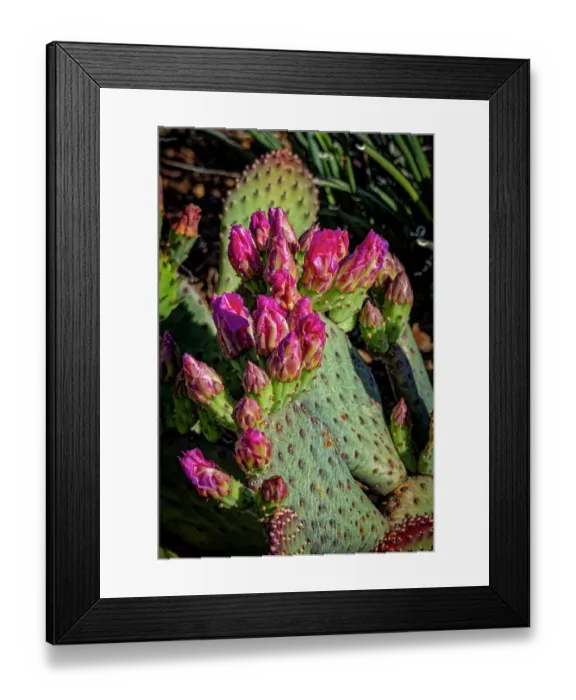 Framed Print : USA, Colorado, Fort Collins. Blooming cactus close-up. ©Fred Lord / Jaynes Gallery / DanitaDelimont.com Framed Print : USA, Colorado, Fort Collins. Blooming cactus close-up. ©Fred Lord / Jaynes Gallery / DanitaDelimont.com