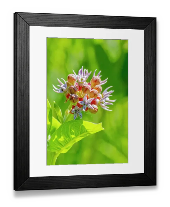 Framed Print : USA, Colorado, Fort Collins. Showy milkweed flowers close-up. ©Fred Lord / Jaynes Gallery / DanitaDelimont.com Framed Print : USA, Colorado, Fort Collins. Showy milkweed flowers close-up. ©Fred Lord / Jaynes Gallery / DanitaDelimont.com