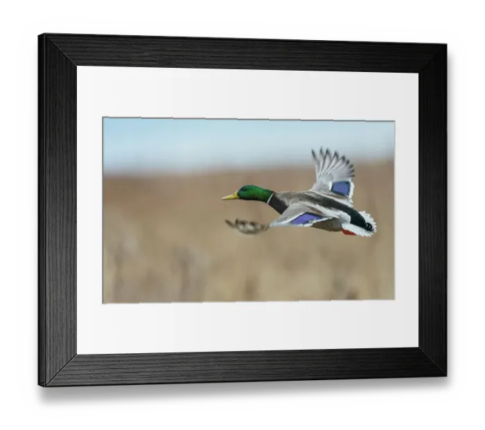 Framed Print : Mallard drake flying past, autumn wetlands in Colorado Framed Print : Mallard drake flying past, autumn wetlands in Colorado