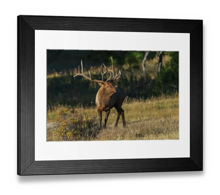 Framed Print : Bull elk, out of the shadows, Colorado, USA Framed Print : Bull elk, out of the shadows, Colorado, USA