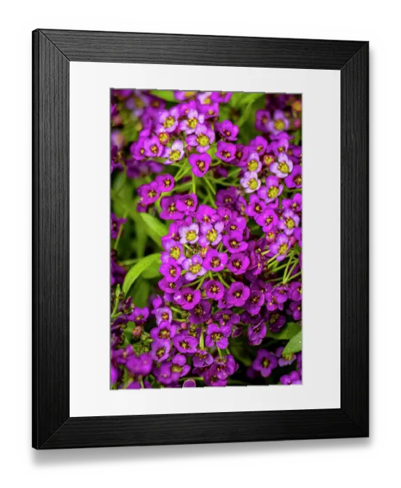 Framed Print : USA, Colorado, Fort Collins. Verbena flowers close-up. ©Fred Lord / Jaynes Gallery / DanitaDelimont.com Framed Print : USA, Colorado, Fort Collins. Verbena flowers close-up. ©Fred Lord / Jaynes Gallery / DanitaDelimont.com