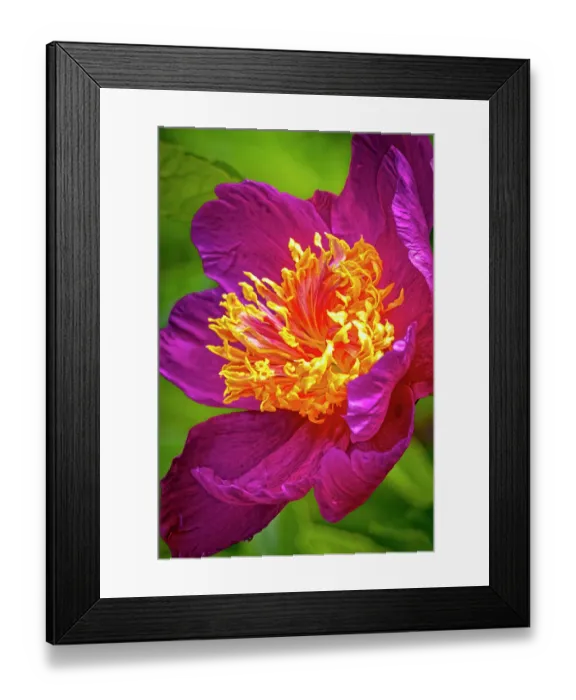 Framed Print : USA, Colorado, Fort Collins. Peony flower close-up. ©Fred Lord  /  Jaynes Gallery  /  DanitaDelimont.com