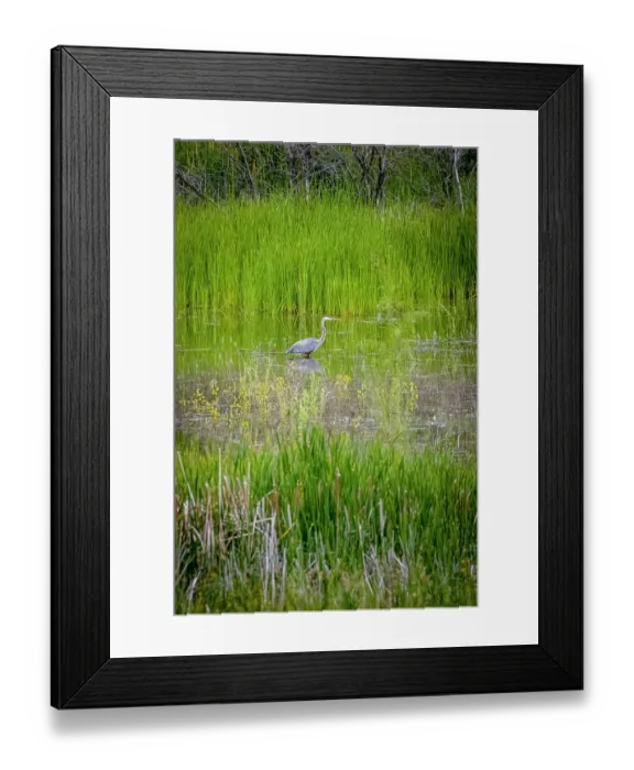 Framed Print : USA, Colorado, Fort Collins. Great blue heron in water. ©Fred Lord  /  Jaynes Gallery  /  DanitaDelimont.com
