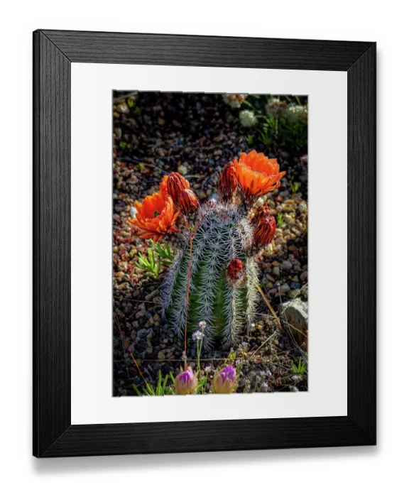 Framed Print : USA, Colorado, Fort Collins. Blooming cactus close-up. ©Fred Lord  /  Jaynes Gallery  /  DanitaDelimont.com