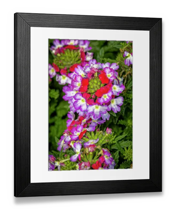 Framed Print : USA, Colorado, Fort Collins. Verbena flowers close-up. ©Fred Lord  /  Jaynes Gallery  /  DanitaDelimont.com