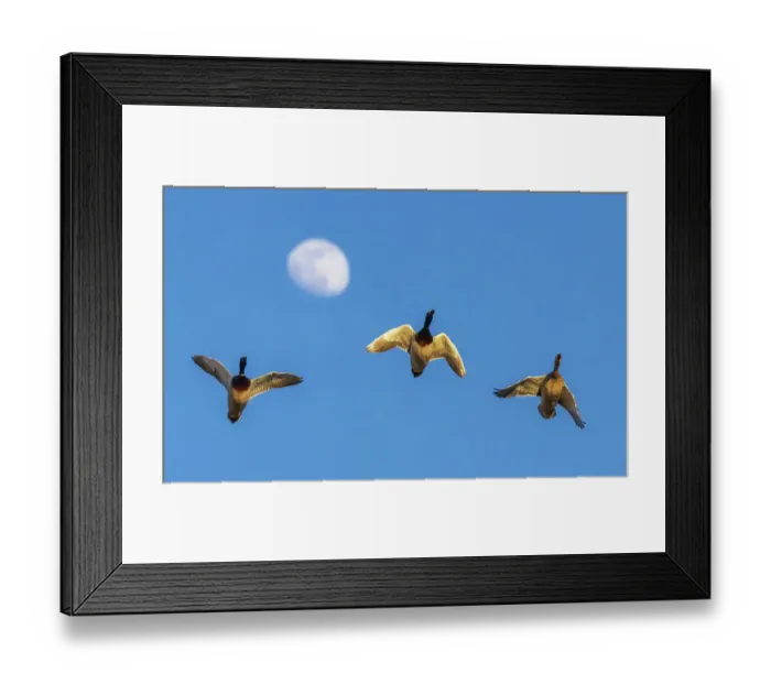 Framed Print : Mallard trio flying past rising autumn moon in Colorado